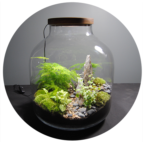 terrarium éclairé – terrarium avec lumière – mini jardin éclairé