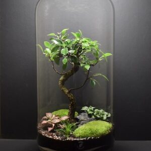 Mini-jardin T-516 prix 175 € (Vendu)