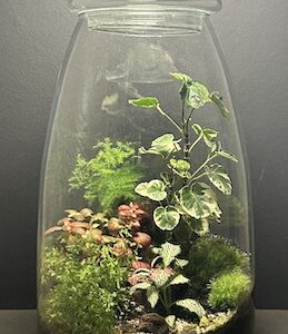 Mini-jardin Bonbonnière T-538 prix soldé 125 €