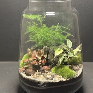 Mini-jardin T-567 prix 55 € (Vendu)