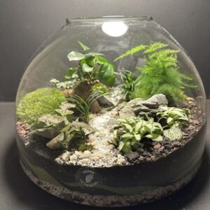 Mini-jardin T-571 (Vendu)