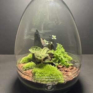 Mini-jardin Oeuf T-580 (Vendu)