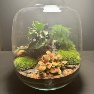 Mini Jardin T-590 (Vendu)