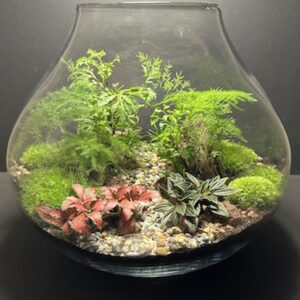 Mini Jardin T-595 goutte d'eau prix 175 € (Vendu)