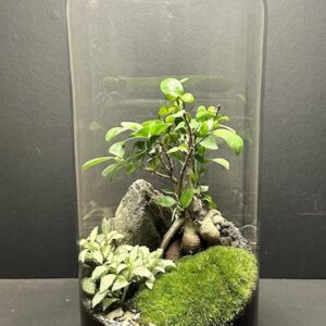 Mini Jardin T-598 prix 130 € (Vendu)