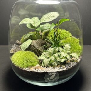 Mini Jardin T-599 prix 48 € (Vendu)