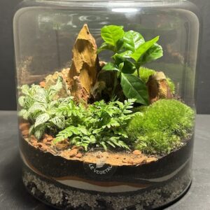 Mini Jardin T-603 prix 60 € (Vendu)