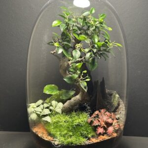 Mini Jardin T-612 prix 190 € (Vendu)