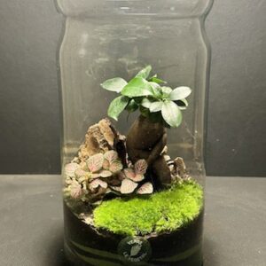 Mini Jardin T-619 prix 60 € (Vendu)