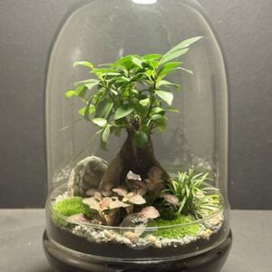 Mini Jardin T-617 prix 85 € (Vendu)