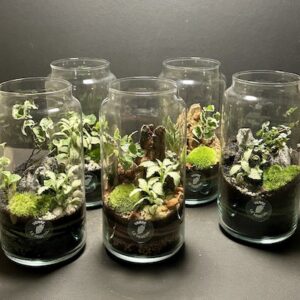 Mini Jardins ALIMA prix 32 € et 35 € (Rupture)