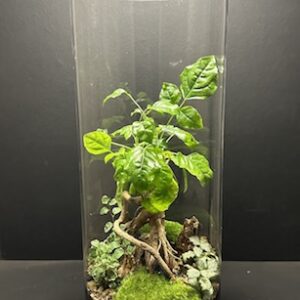 Mini Jardin T-620 prix 140 € (Vendu)