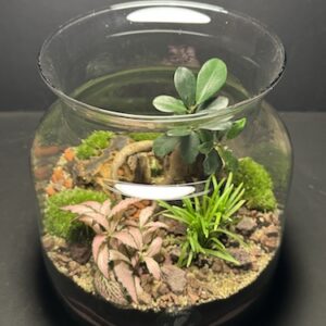Mini Jardin T-622 prix 55 € (Vendu)