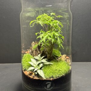 Mini Jardin T-625 prix 55 € (Vendu)