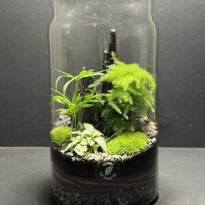 Mini Jardin T-626 prix 55 € (Vendu)