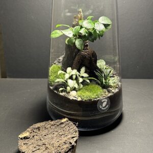 Mini Jardin T-631 prix 70 € (Vendu)