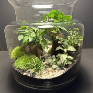 Mini Jardin T-635 prix 125 € (Vendu)