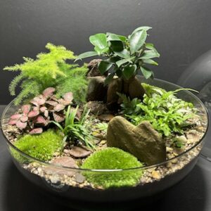 Mini Jardin T-630 prix 125 € (Vendu)