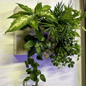 Cadre Végétal Altair prix 90 € (Vendu)