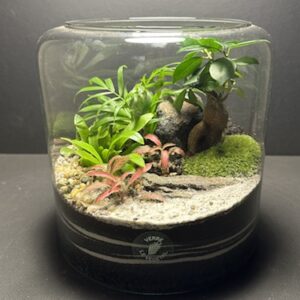Mini Jardin T-643 prix 65 € (Vendu)