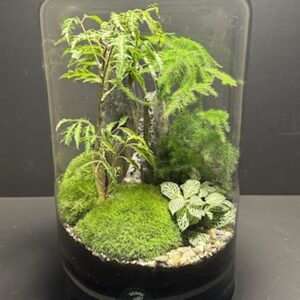 Mini Jardin T-645 prix 90 € (Vendu)