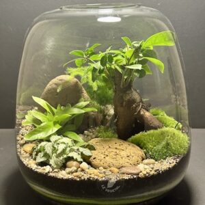Mini Jardin T-647 prix 90 € (Vendu)