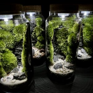 Mossariums prix 45 € (Rupture)