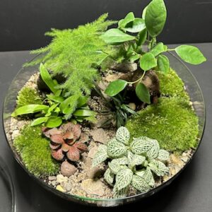 Mini-jardin Capsule T-652 prix 140 € (Vendu)