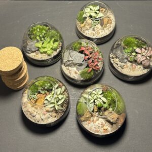 Minis-jardins Dômes prix 32 € soldé 28 € (Rupture)