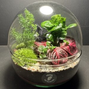 Mini-jardin Capsule T-662 (Vendu)