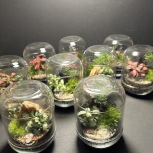 Mini capsules prix 20 € (Rupture)