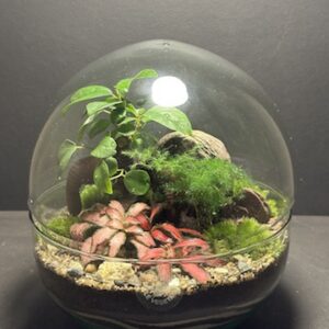 Mini-jardin T-664 prix 70 € (Vendu)