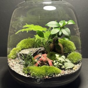 Mini-jardin T-666 prix 90 € (Vendu)