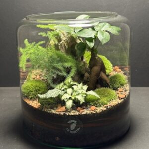 Mini-jardin T-669 prix 70 € (Vendu)