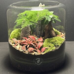 Mini-jardin T-670 prix 70 € (Vendu)