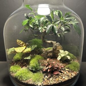 Mini-jardin T-675 prix 220 € (Vendu)