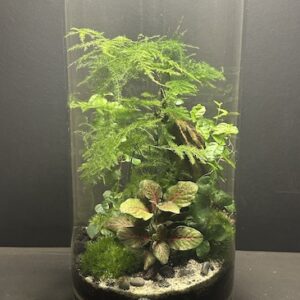 Mini-jardin T-679 prix 120 €