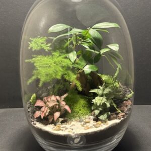 Mini-jardin T-683 prix 105 € (Vendu)