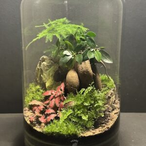 Mini-jardin T-686 prix 90 € (Vendu)