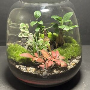 Mini-jardin T-687 prix 55 € (Vendu)
