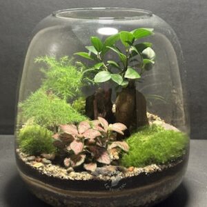Mini-jardin T-688 prix 55 € (Vendu)