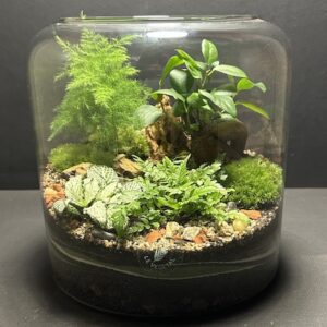 Mini-jardin T-696 prix 65 € (Vendu)