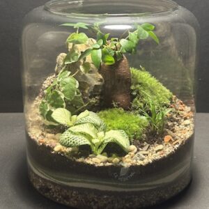 Mini-jardin T-697 prix 70 € (Vendu)
