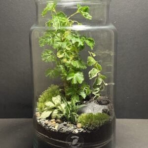 Mini-jardin T-700 prix 70 € (Vendu)