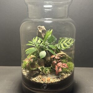 Mini-jardin T-703 prix 80 € (Vendu)