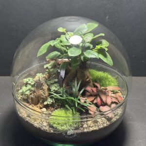 Mini-jardin T-708 prix 75 € (Vendu)
