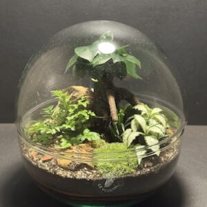 Mini-jardin T-709 prix 70 € (Vendu)