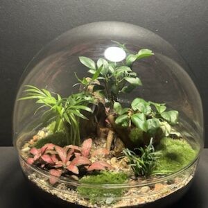 Mini-jardin T-711 prix 139 € (Vendu)