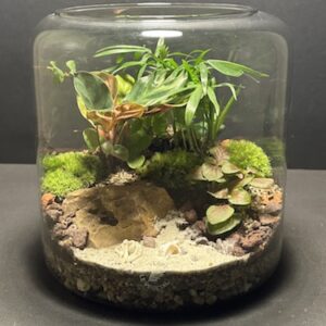 Mini-jardin T-713 prix 65 € (Vendu)