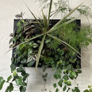 Cadre Végétal Lucida prix 90 € (Vendu)